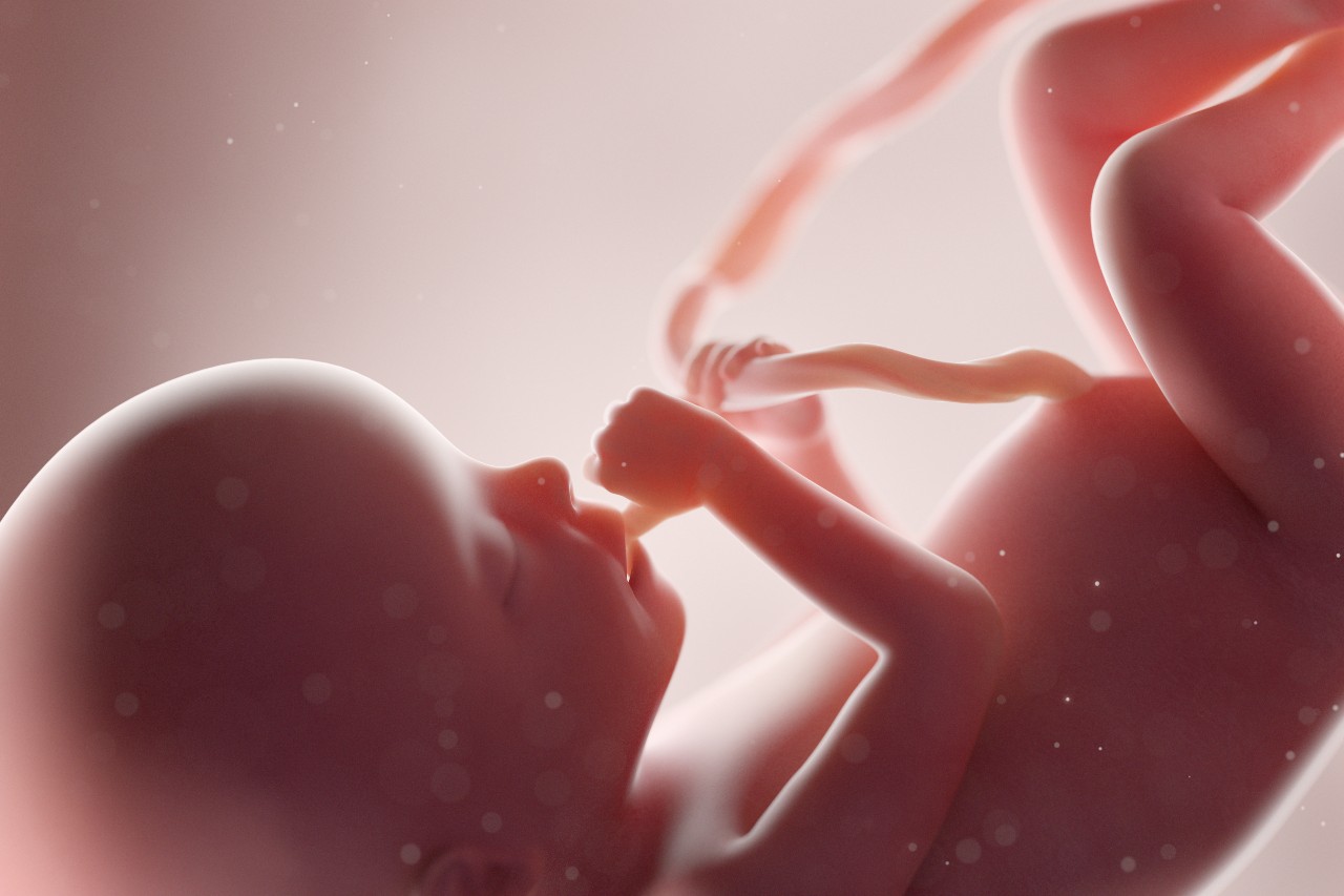 What we know about fetal development